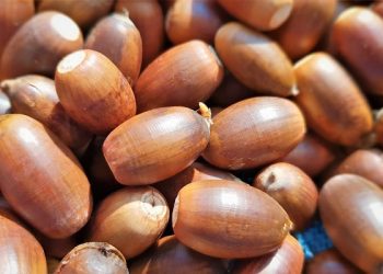 Hikmah Allah Menciptakan Biji untuk Kehidupan Makhluknya