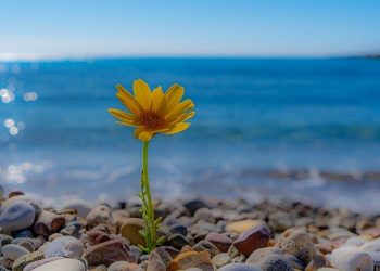 Bersikap Lemah Lembut Menjadikan Seseorang Mulia