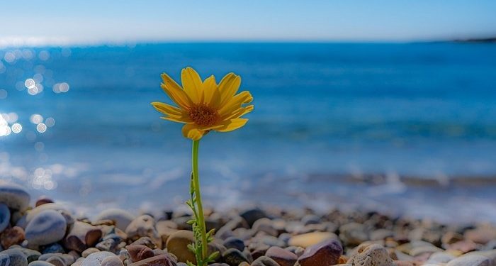 Bersikap Lemah Lembut Menjadikan Seseorang Mulia