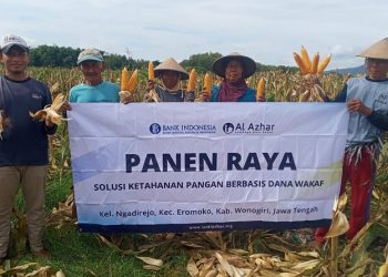Mbah Porso Petani Jagung Binaan LAZ Al Azhar Berhasil Peroleh Hasil Panen Melimpah