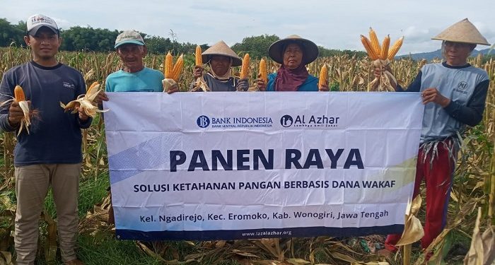 Mbah Porso Petani Jagung Binaan LAZ Al Azhar Berhasil Peroleh Hasil Panen Melimpah