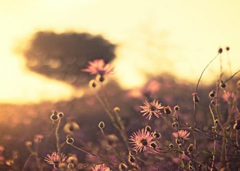 4 julukan sahabat Rasulullah yang menjadi khalifah