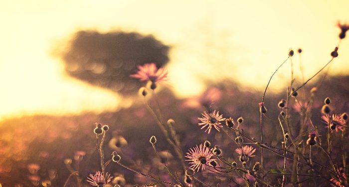 4 julukan sahabat Rasulullah yang menjadi khalifah