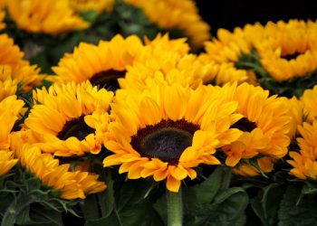 Mengetahui segala hal yang ada