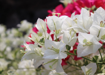 Sikap Suami Menghadapi Istri yang Cerewet