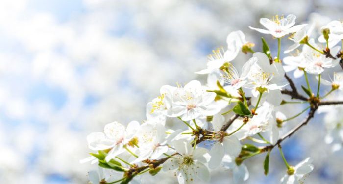 Sahabat Rasulullah yang Senang Bercanda