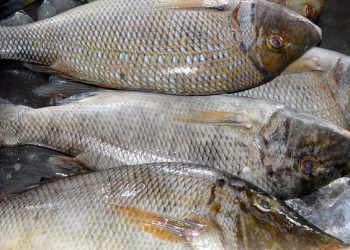 Baik untuk Perkembangan Otak, Berikut Ini Manfaat Konsumsi Ikan Bagi Anak-Anak