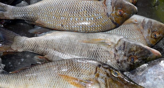 Baik untuk Perkembangan Otak, Berikut Ini Manfaat Konsumsi Ikan Bagi Anak-Anak