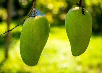 Tips Memilih dan Menyimpan Mangga yang Tepat untuk Si Kecil