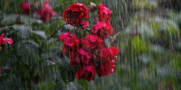 Belajar Setangguh Nabi Ayub