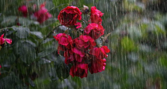 Belajar Setangguh Nabi Ayub