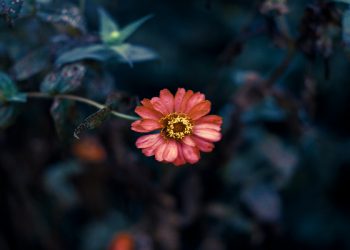 Maksud umat pertengahan dalam Al-Baqarah ayat 143