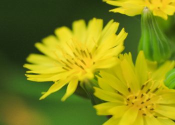 Orang-orang yang mendapatkan rasa aman dan petunjuk