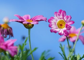 Keshalihan Istri Itu Kebahagiaan Suami