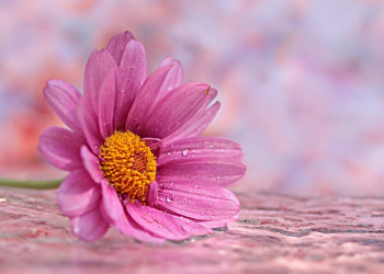 Mengenal Piagam Keluarga dalam Islam