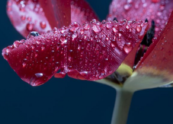 Persiapan Psikis Sebelum Menikah