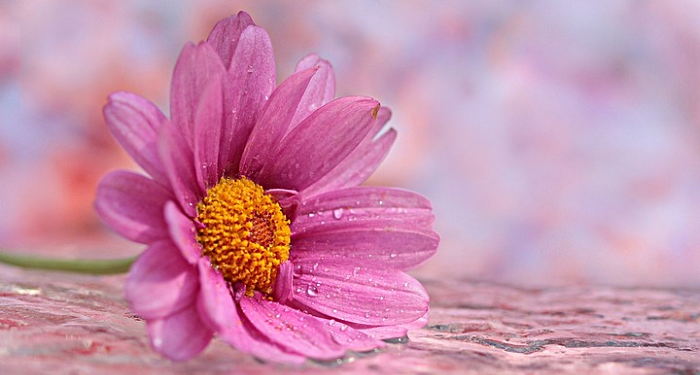 Mengenal Piagam Keluarga dalam Islam