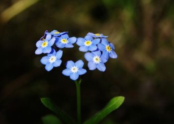 Khutbah Jumat tentang hal-hal dilupakan