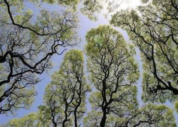 Mohon Selalu Hidayah agar Tak Salah Langkah