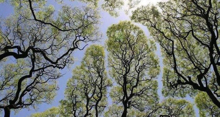 Mohon Selalu Hidayah agar Tak Salah Langkah