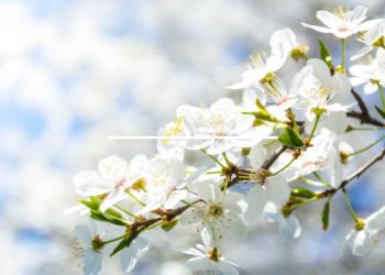 Bolehkah memberi salam hanya melalui isyarat tangan