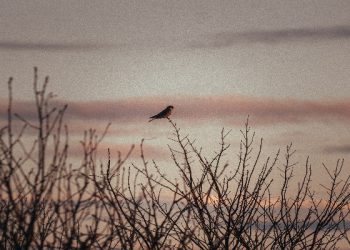 Macam kenikmatan surga