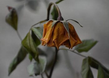 Jangan Menikahi Laki-Laki dengan Peter Pan Syndrome