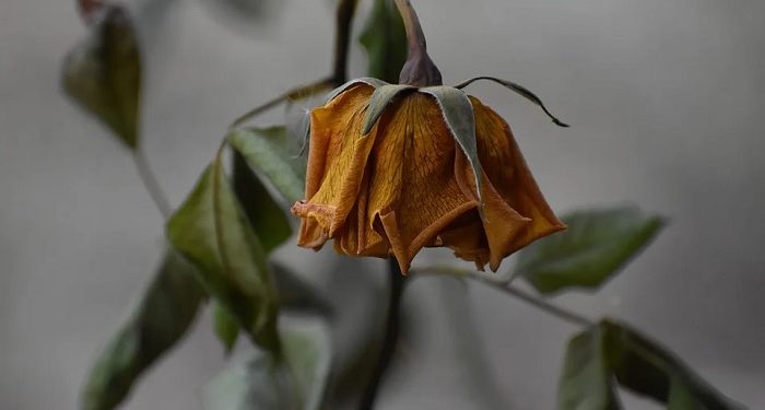 Jangan Menikahi Laki-Laki dengan Peter Pan Syndrome