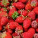 Generasi strawberry