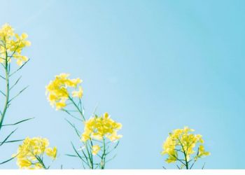 Anak Muda Muslim yang Menggetarkan Eropa, Usia 22 Tahun Sudah Menjadi Khalifah