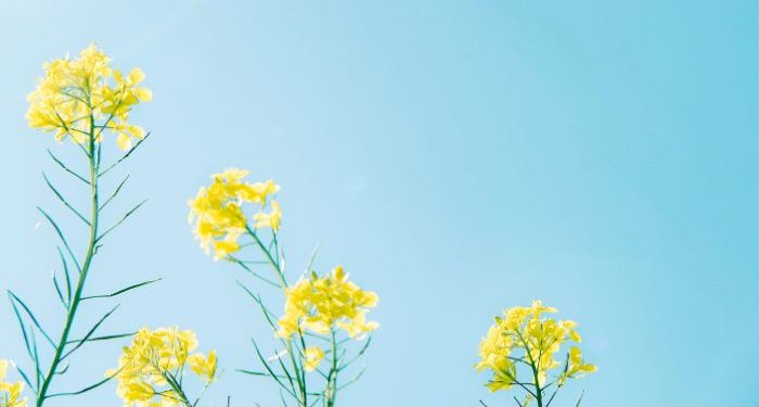 Anak Muda Muslim yang Menggetarkan Eropa, Usia 22 Tahun Sudah Menjadi Khalifah