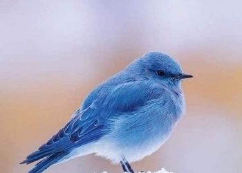 Puber Itu seperti Tsunami