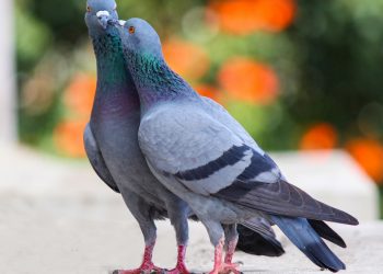 Antara Cinta Merpati dan Buaya