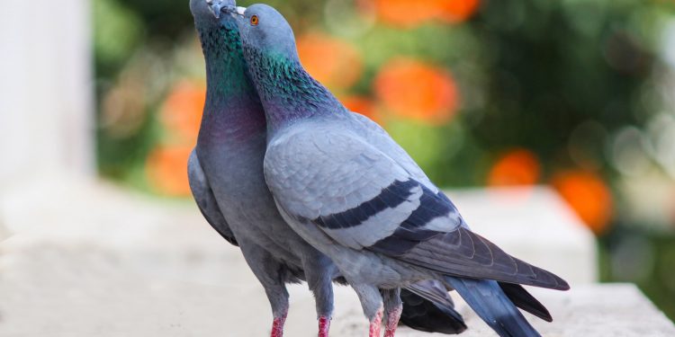 Antara Cinta Merpati dan Buaya