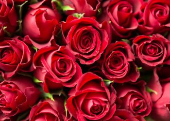 Tubir Kehancuran, Valentine di Saudi