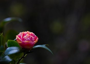 Meneladani Keromantisan Rasulullah (Bag.3)