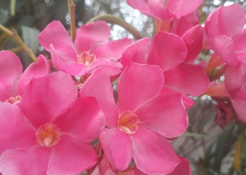 Keluarga Berlimpah Berkah Saat Peduli kepada Anak Yatim dan Ibunya (Bag.1)
