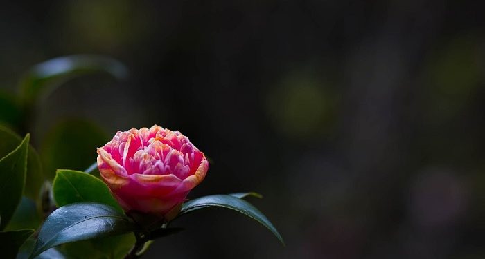 Meneladani Keromantisan Rasulullah (Bag.3)