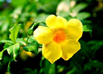 Amal-Amal Terbaik di Bulan Ramadan (Bag. 1)