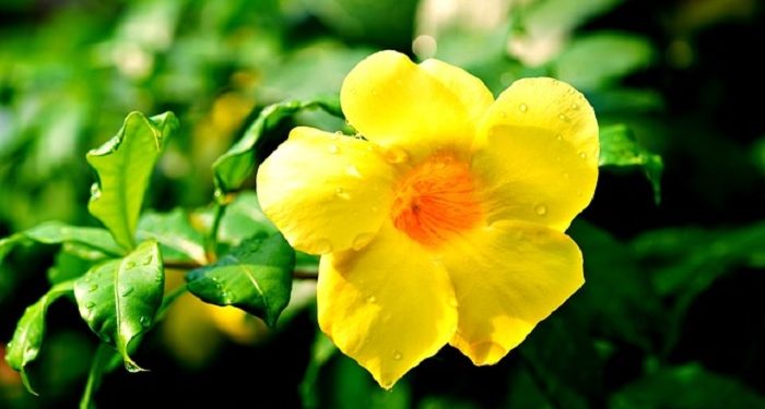 Amal-Amal Terbaik di Bulan Ramadan (Bag. 1)