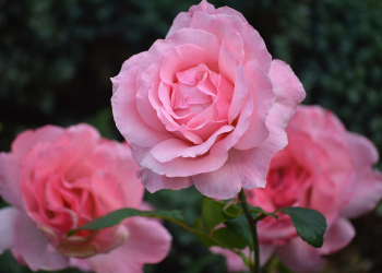 Meningkatkan Keshalihan Keluarga di Bulan Ramadan