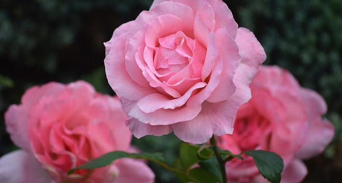 Meningkatkan Keshalihan Keluarga di Bulan Ramadan