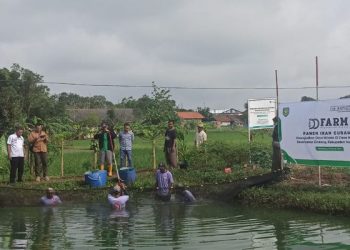 Warga Indramayu Panen Tambak Gurame, Bantuan dari Dompet Dhuafa dan The Harvest