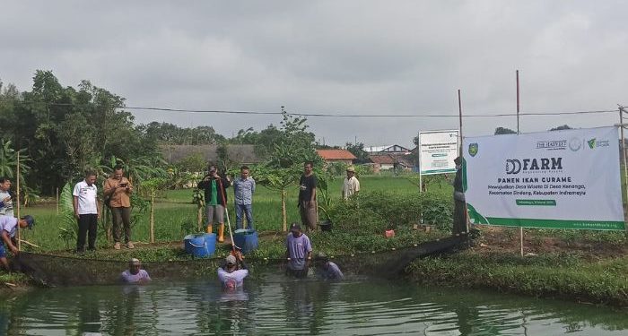 Warga Indramayu Panen Tambak Gurame, Bantuan dari Dompet Dhuafa dan The Harvest