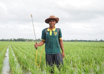 Taswan, Petani Lumbung Pangan BAZNAS Raup Rp30 Juta Sekali Panen