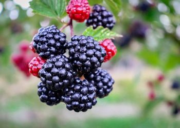 5 Manfaat Buah Blackberry untuk Bayi, Ide Camilan Bergizi untuk Si Kecil