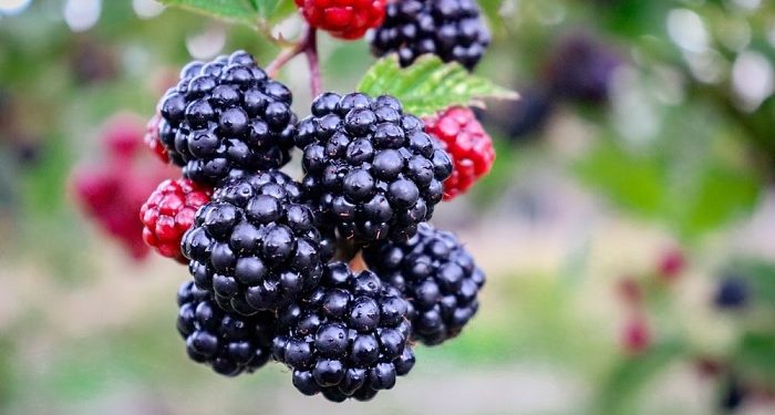 5 Manfaat Buah Blackberry untuk Bayi, Ide Camilan Bergizi untuk Si Kecil