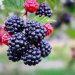 5 Manfaat Buah Blackberry untuk Bayi, Ide Camilan Bergizi untuk Si Kecil