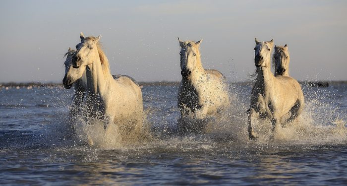 Kuda Penyelamat saat Banjir