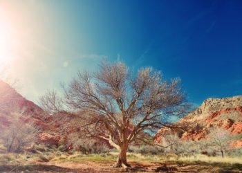 Tips Menghadapi Cuaca Panas agar Tetap Sehat